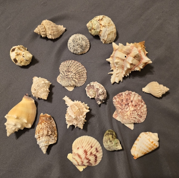 Assorted Seashell Collection 16 Pieces - Picture 1 of 11